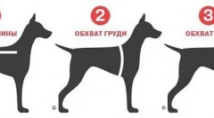 Сите најдобри за нашите помали браќа: како да изберете облека на aliexpress облека од саканата големина за кучиња